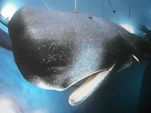 宇宙の香り 鯨の歯 くじら クジラ 鯨 歯 置物 | vendee-rehaussement.com