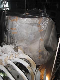IMG_3675-4.JPG