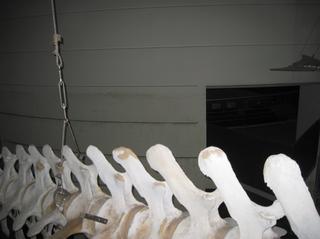 IMG_3680-7.JPG
