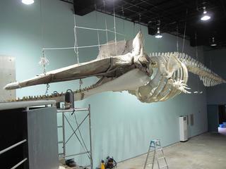 IMG_ߑ-7.JPG