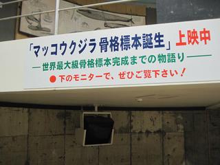 IMG_ߑ-8.JPG